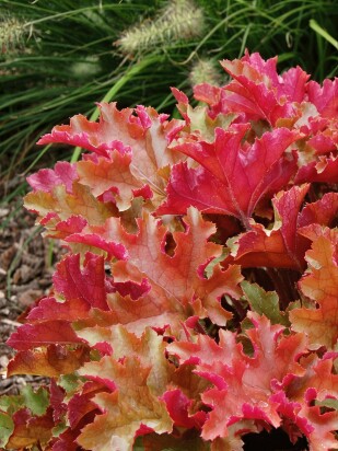 Гейхера Оранж Берри Раффлз (Orange Berry Ruffles)