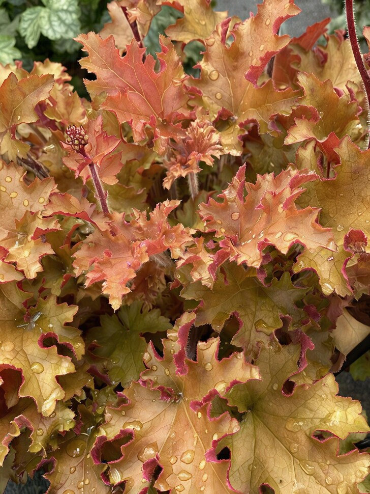 Гейхера Оранж Берри Раффлз (Orange Berry Ruffles) купить с доставкой