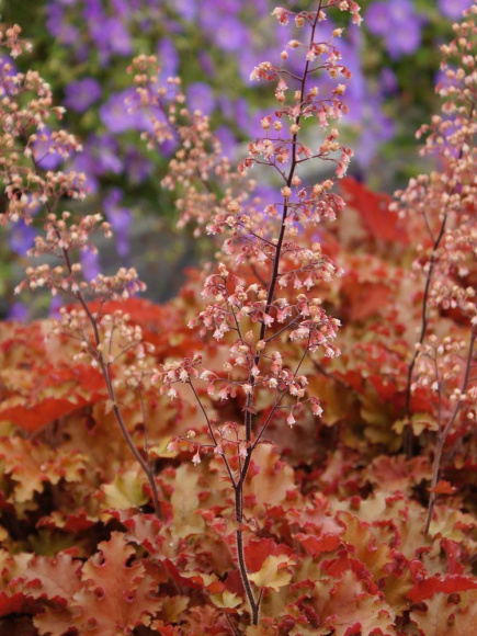 Гейхера Оранж Берри Раффлз (Orange Berry Ruffles) купить с доставкой Гейхера Оранж Берри Раффлз (Orange Berry Ruffles) купить с доставкой