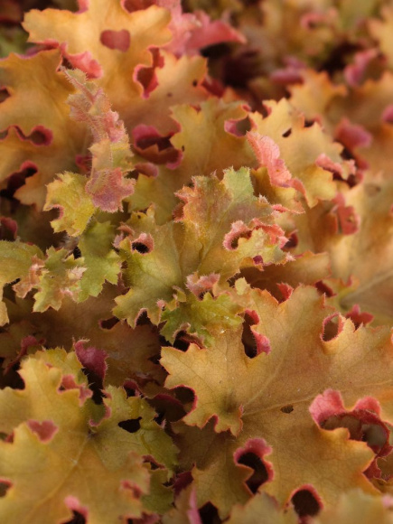 Гейхера Оранж Берри Раффлз (Orange Berry Ruffles) купить с доставкой Гейхера Оранж Берри Раффлз (Orange Berry Ruffles) купить с доставкой
