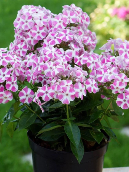 Флокс патио Бамбини Кэнди Краш (Bambini Candy Crush PBR) купить с доставкой