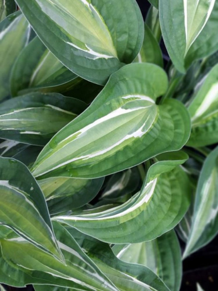 Хоста Снэйк Айз (Snake Eyes) [M] купить с доставкой