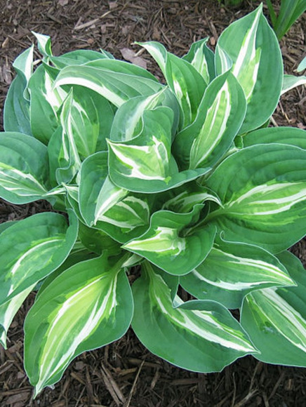 Хоста Снэйк Айз (Snake Eyes) [M] купить с доставкой