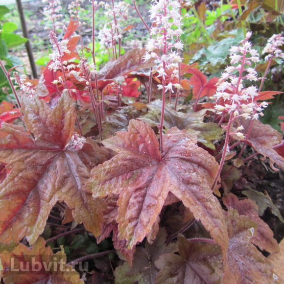 Гейхерелла Брасс Лантерн (Brass Lantern) купить с доставкой