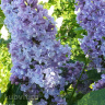 Сирень Аукубафолия (Aucubaefolia) можно купить недорого с доставкой в питомнике Любвитский