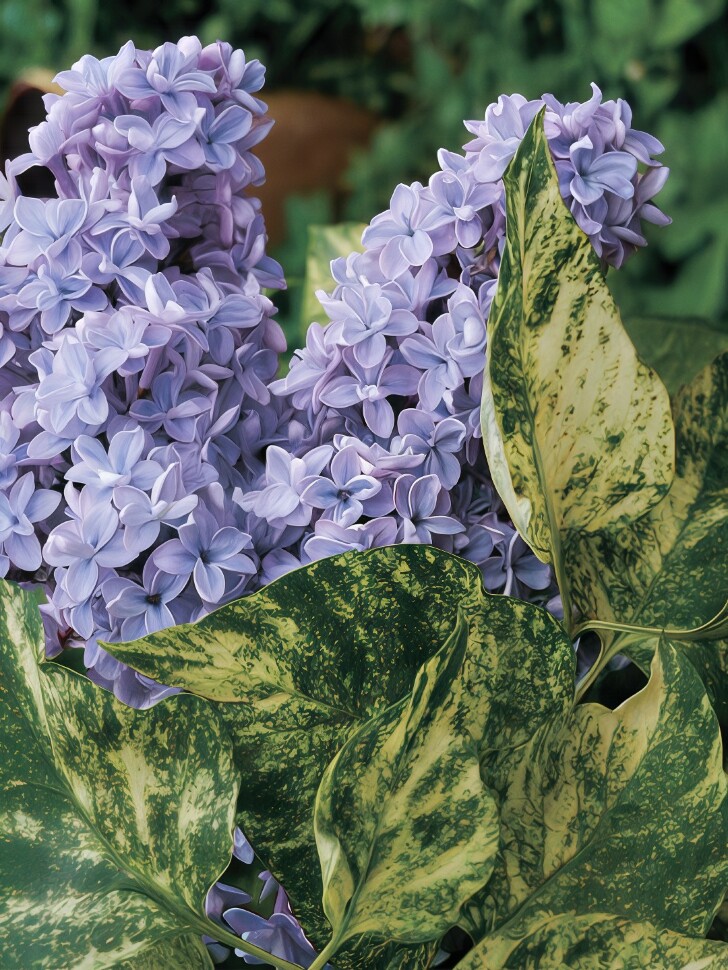 Сирень Аукубафолия (Aucubaefolia) купить с доставкой Сирень Аукубафолия (Aucubaefolia) купить с доставкой