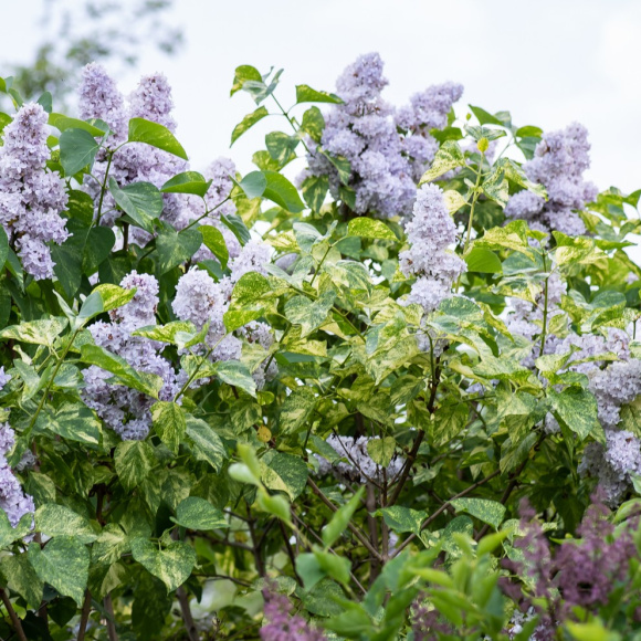 Сирень Аукубафолия (Aucubaefolia) купить с доставкой Сирень Аукубафолия (Aucubaefolia) купить с доставкой