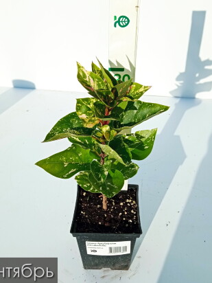 Сирень Аукубафолия (Aucubaefolia)