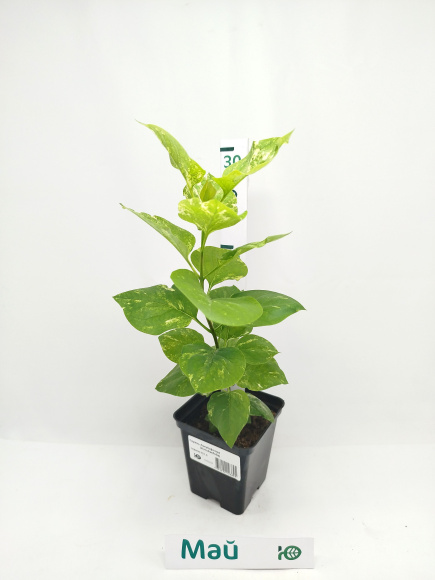 Сирень Аукубафолия (Aucubaefolia) купить с доставкой Сирень Аукубафолия (Aucubaefolia) купить с доставкой