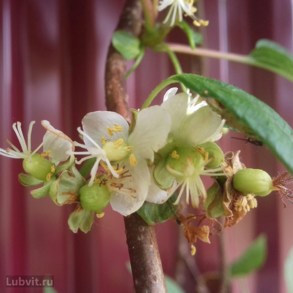 Актинидия Университетская купить с доставкой