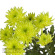 Хризантема садовая Зембла Бразил (Zembla Brasil) с доставкой