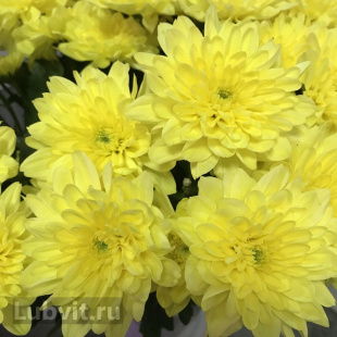 Хризантема садовая Зембла Бразил (Zembla Brasil)