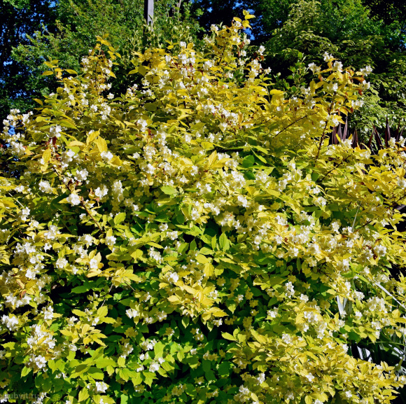 Чубушник Ауреус (Aureus) купить с доставкой