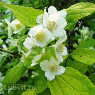 Чубушник Ауреус (Aureus)