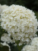 Гортензия Аннабель (Annabelle) древовидная купить с доставкой