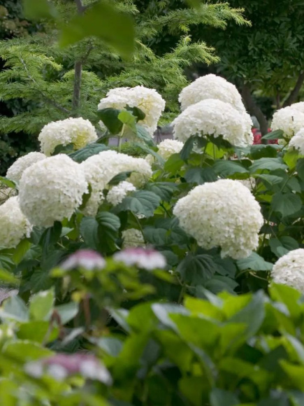 Гортензия Аннабель (Annabelle) древовидная купить с доставкой