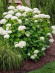 Гортензия Аннабель (Annabelle) древовидная купить с доставкой