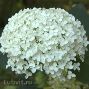 Гортензия Аннабель (Annabelle) древовидная