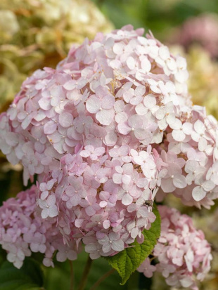 Гортензия Кандибелле Баблгам (Candybelle Bubblegum) древовидная Гортензия Кандибелле Баблгам (Candybelle Bubblegum) древовидная