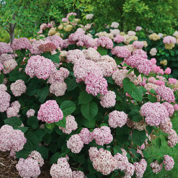 Гортензия Кандибелле Баблгам (Candybelle Bubblegum) древовидная купить с доставкой