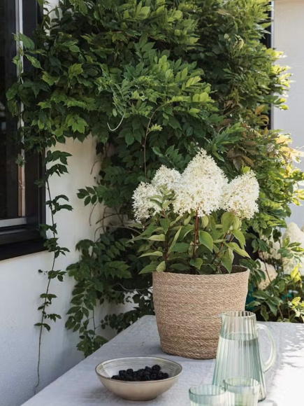 Гортензия Роял Флауэр (Royal Flower) метельчатая купить с доставкой