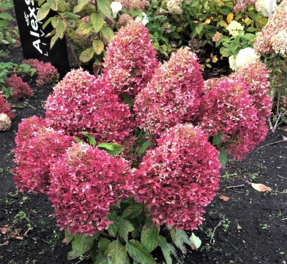 Гортензия Роял Флауэр (Royal Flower) метельчатая купить с доставкой