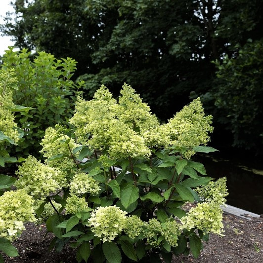 Гортензия метельчатая Роял Флауэр (Royal Flower) можно купить недорого с доставкой в питомнике Любвитский