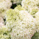 Гортензия метельчатая Роял Флауэр (Royal Flower) с доставкой