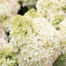 Гортензия метельчатая Роял Флауэр (Royal Flower) можно купить недорого с доставкой в питомнике Любвитский