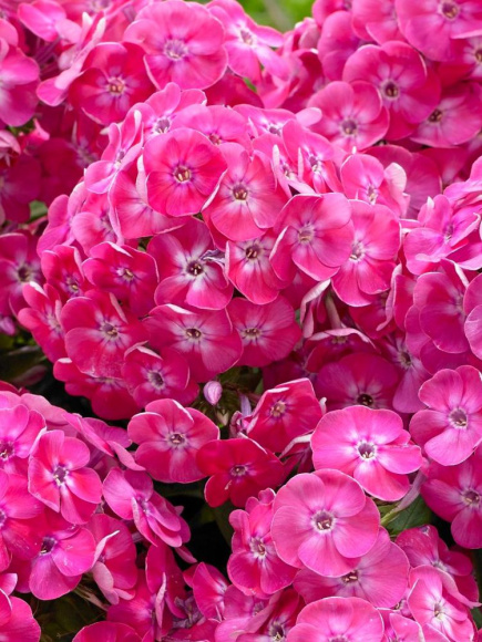 Флокс патио Бамбини Свит Тарт (Phlox Bambini Sweet Tart PBR) купить с доставкой