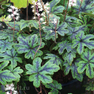 Тиарелла Хэппи Трейлс (Happy Trails) Тиарелла Хэппи Трейлс (Happy Trails)