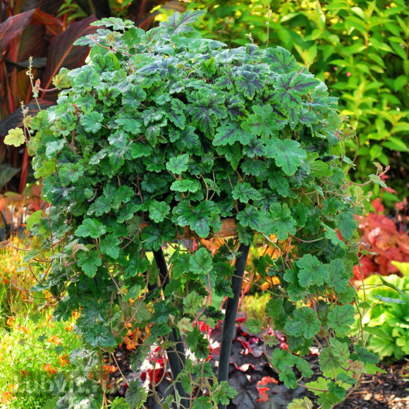 Тиарелла Хэппи Трейлс (Happy Trails) купить с доставкой