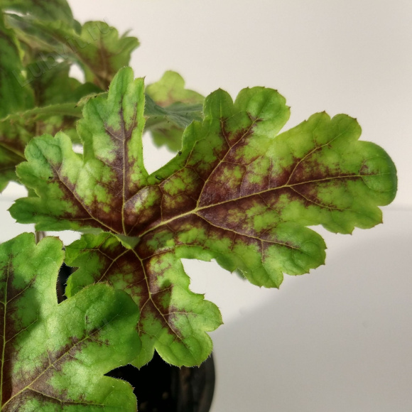 Тиарелла Хэппи Трейлз лист (Tiarella  Happy Trails)