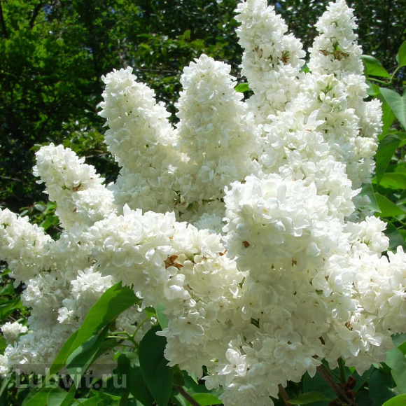 Сирень Лиега (Liega) купить с доставкой