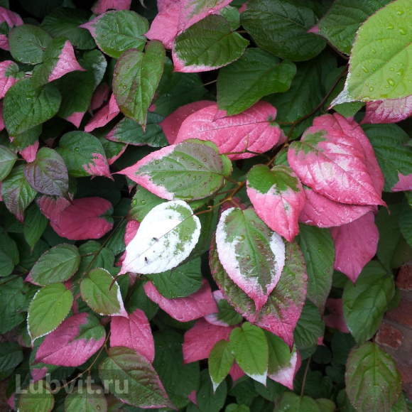 Актинидия Приусадебная купить с доставкой