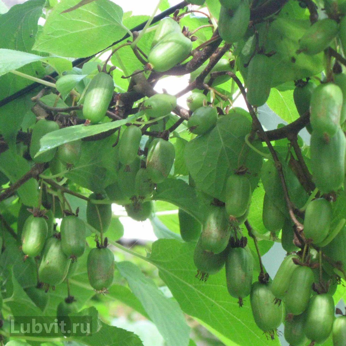 Актинидия Купить Саженцы Омск