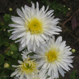 Хризантема корейская Белоснежка