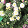 Хризантема корейская Белоснежка можно купить недорого с доставкой в питомнике Любвитский