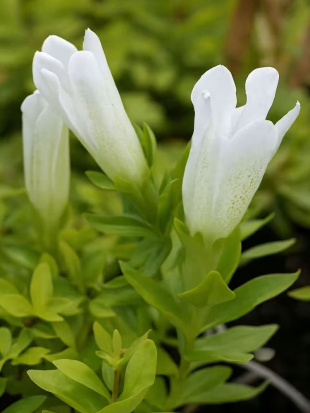 Горечавка Вайт Мэджик (White Magic) Горечавка Вайт Мэджик (White Magic)