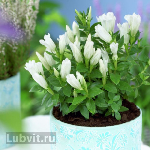 Горечавка Вайт Мэджик (White Magic)