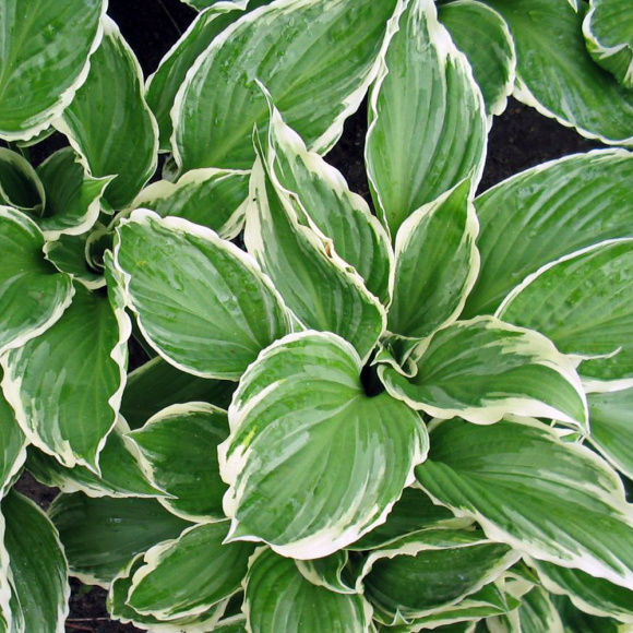 Хоста Альбомаргината (Undulata Albomarginata) [M] купить с доставкой