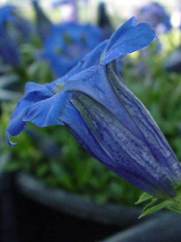 Горечавка динарская (Gentiana dinarica) купить с доставкой
