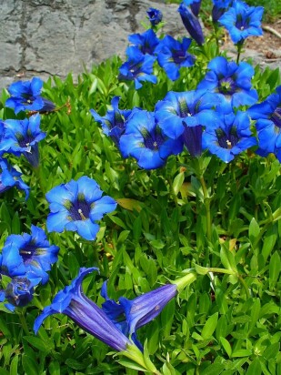 Горечавка динарская (Gentiana dinarica) Горечавка динарская (Gentiana dinarica)