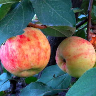 Яблоня Боровинка