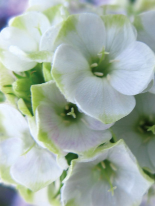 Флокс Джейд (Jade) метельчатый