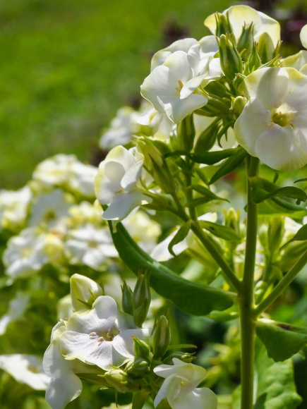 Флокс Джейд (Jade) метельчатый купить с доставкой