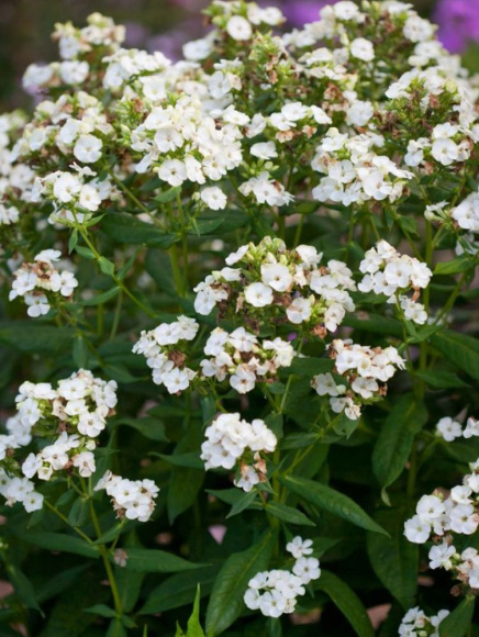 Флокс Джейд (Jade) метельчатый купить с доставкой