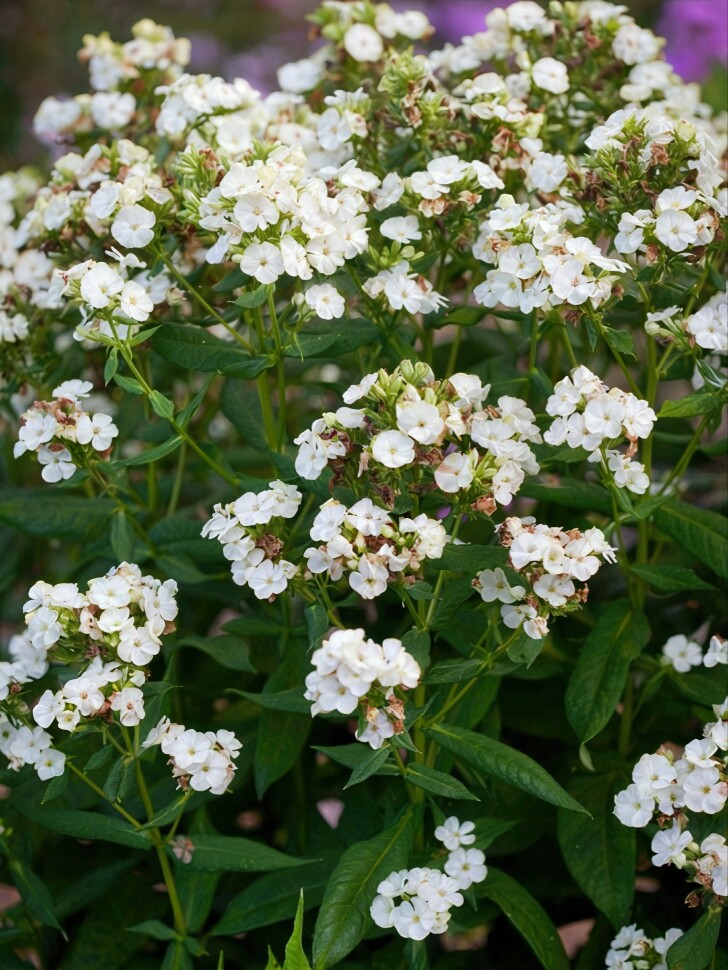 Флокс Джейд (Jade) метельчатый купить с доставкой