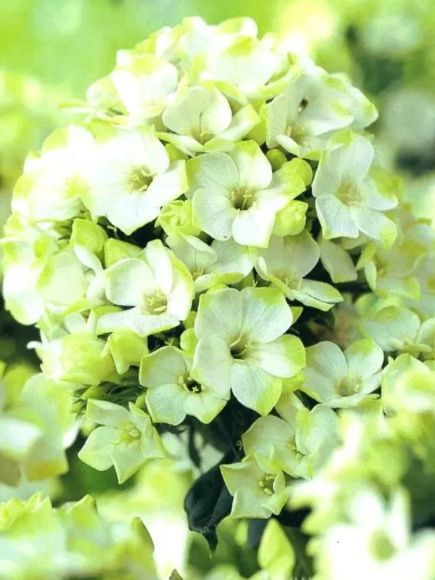 Флокс Джейд (Jade) метельчатый купить с доставкой