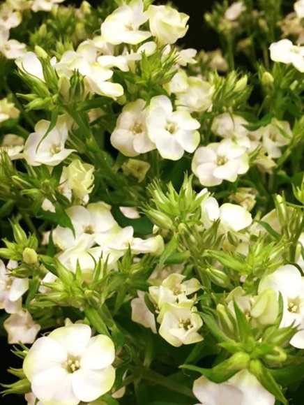 Флокс Джейд (Jade) метельчатый купить с доставкой